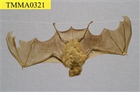 藏品(臺灣大蹄鼻蝠)的圖片